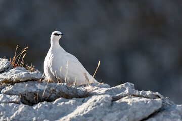 Lagopède alpin (Lagopus mutus) mâle en hiver sur un rocher. Alpes. France