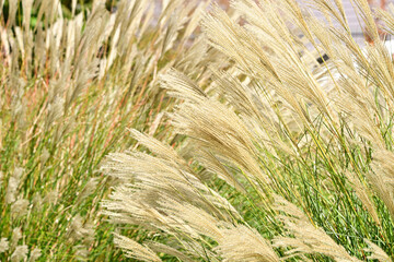 t the beginning of fall