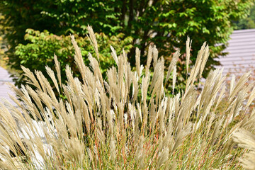 t the beginning of fall
