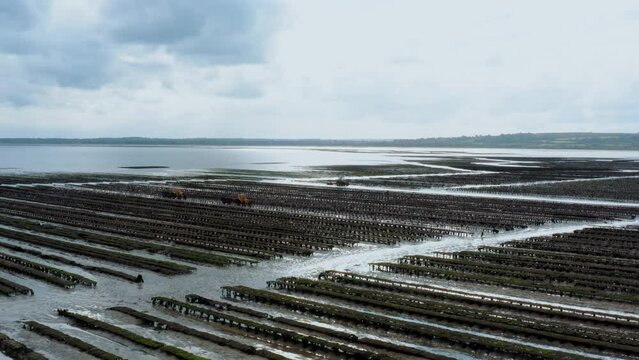 Parc &agrave; Huitres drone Normandie 