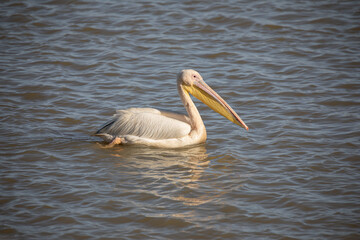 Photographie de pélicans au Parc National du Djoudj au Sénégal