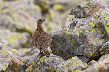 Lagopède alpin (Lagopus mutus) femelle au printemps dans un pierrier. Alpes. France