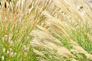 t the beginning of fall
