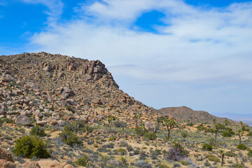 Fototapeta na wymiar Joshua Tree National Park, Mojave Desert