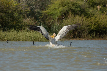 Photographie de pélicans au Parc National du Djoudj au Sénégal
