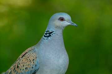 Turtle Dove in to the forest