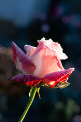 rose flower in the first frost	