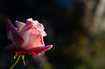 rose flower in the first frost	