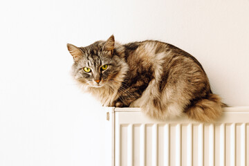 fluffy domestic big cat sits on heating radiator against light wall. cat is heated on battery....