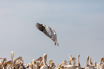 Photographie de pélicans au Parc National du Djoudj au Sénégal