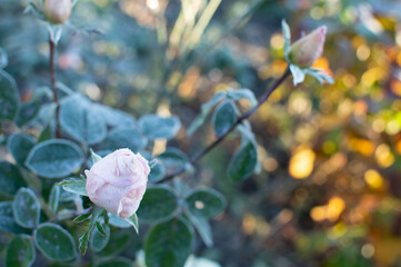 rose flower in the first frost	