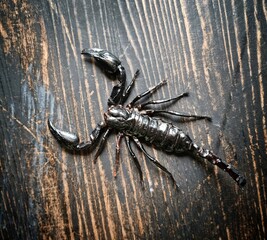 Scorpions are poisonous and dangerous creatures. on the wooden floor