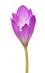 large lilac and white closed crocus bloom