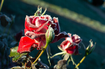 rose flower in the first frost	