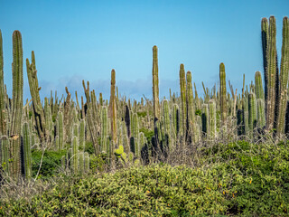 Cactus landscape of Bonaire