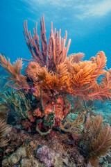 Caribbean coral garden