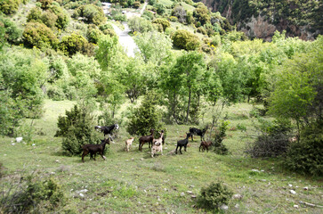 goats grazing freely in the green meadow