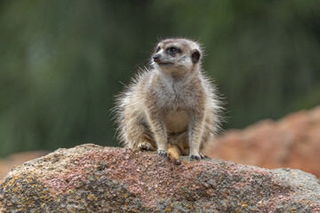 Meerkat (suricata suricatta) sitting while attentively looking at the side