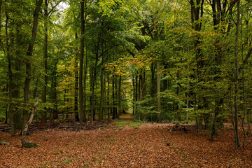 Herbstwald mit Buchen, Lichtung und Waldweg in Niedersachsen