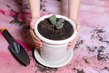 home growing in a pot is held by female hands next to it lies a garden scoop