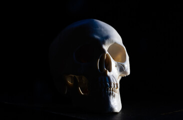 scary human skull horror Halloween