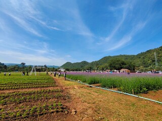 vineyard in the country