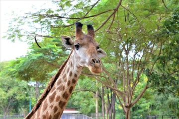 giraffe in the zoo