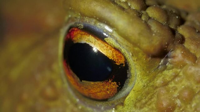 Eyes of big green toad on the ground in the forest at night, macro