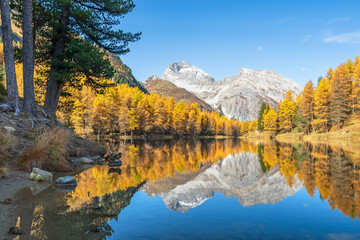 Herbstlicher Lärchenwald am Palpuognasee, Lai da Palpuogna, Albula-Alpen, Preda, Bergün,...