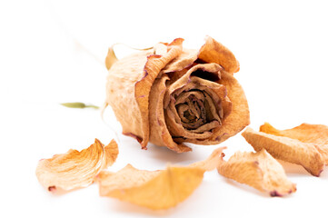 バラのドライフラワー