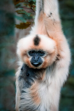 Close Up Of A Monkey With Tongue Out