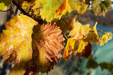 first frost and frozen leaves