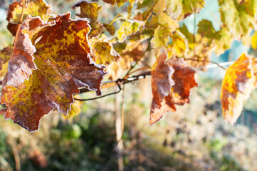first frost and frozen leaves