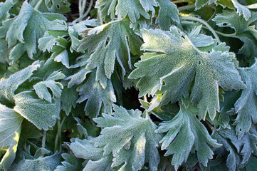 first frost and frozen leaves