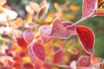 first frost and frozen leaves