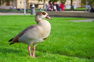 Egyptian goose stands on the green grass in the park