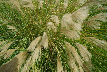 t the beginning of fall