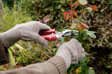 Gloved hands of gardener with scissors pruning top of rose bush growing on flowerbed in the garden...