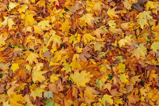 Red and orange autumn leaves background. Beautiful autumn. 