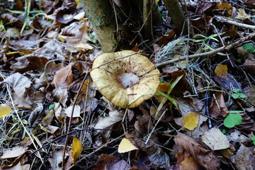 mushrooms in the forest