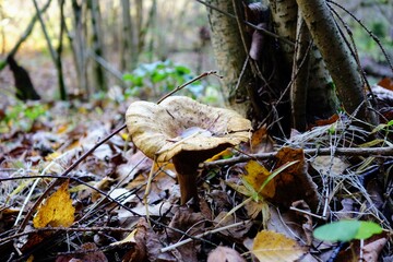 mushrooms in the forest