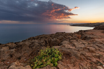 Obraz premium Colorful sunrise seascape with rocky coastline and bunch of flowers in foreground, Crete, Greece