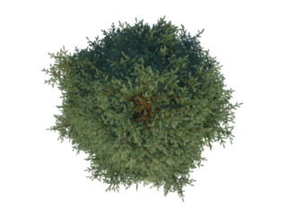 Red Spruce fir tree pine top view png alpha channel