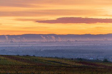 Fototapeta premium morning mist over vineyards and the Rhine Valley