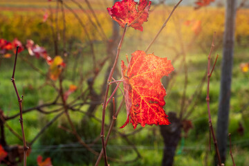 red vine leaf in fall