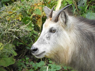 Fototapeta premium 二ホンカモシカ