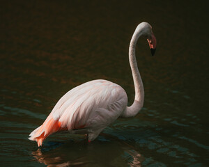 Flamand rose vue de dos dans un étang