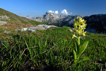 Holunder-Knabenkraut // Elder-flowered orchid (Dactylorhiza sambucina) - oberhalb des Bukumirsko...
