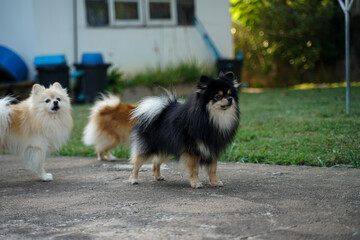 The Pomeranian is standing in front of the house and is a highly alert dog.