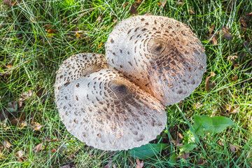 Top view of parasol mushrooms (Lepiota Procera or Macrolepiota Procera) in the grass